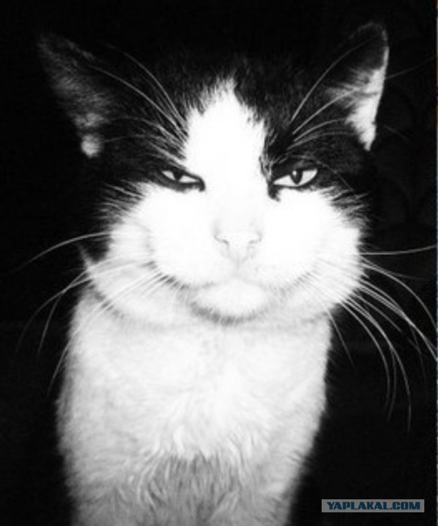 Александра к котовторнику!