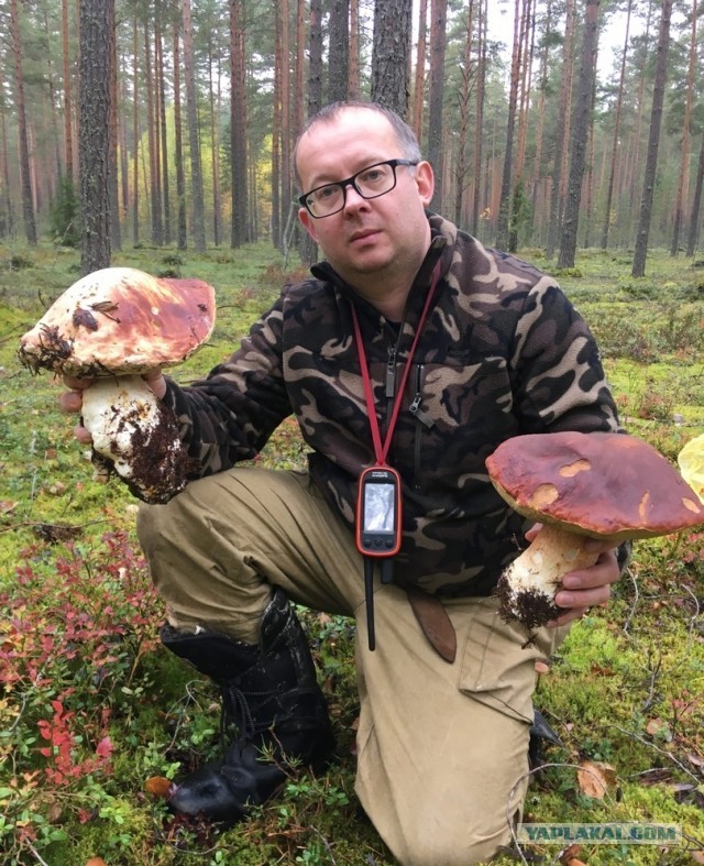 Тихая охота на Северо-Западе