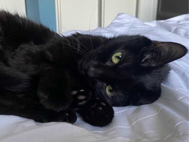 Котовторник 1.11.22