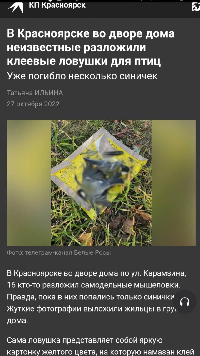 В Тюмени поставили ловушку для синиц.