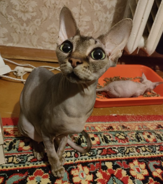 Пока котовторник не закончился