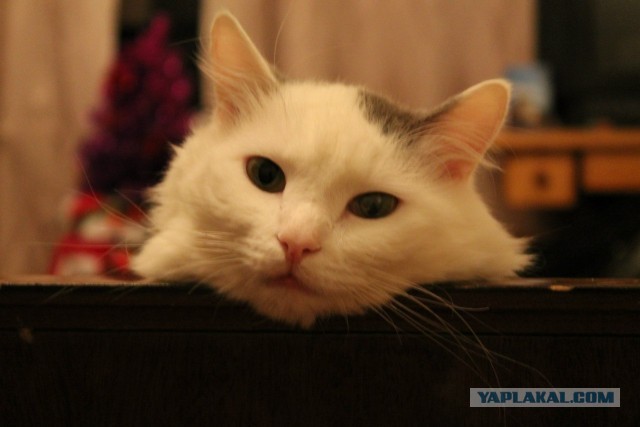 Котовторник 26.03.2013