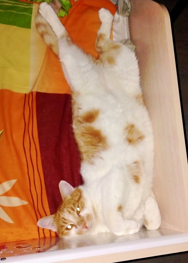 Много дел у кота на даче...