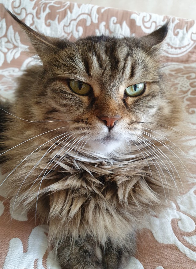 Не только котовторник, а еще и Всемирный день кошек!