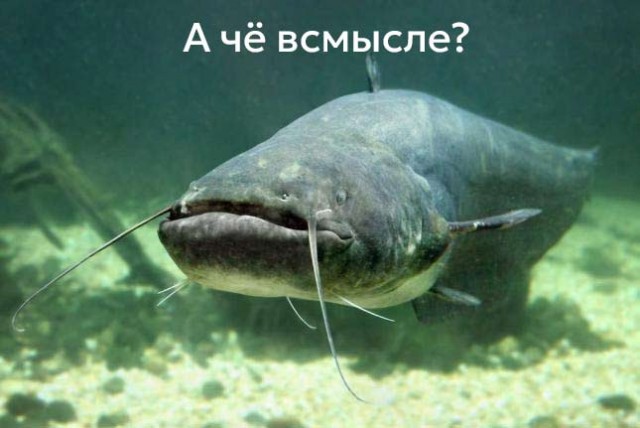 Обстановка на форуме молодых мамочек мотивирует рожать сома!