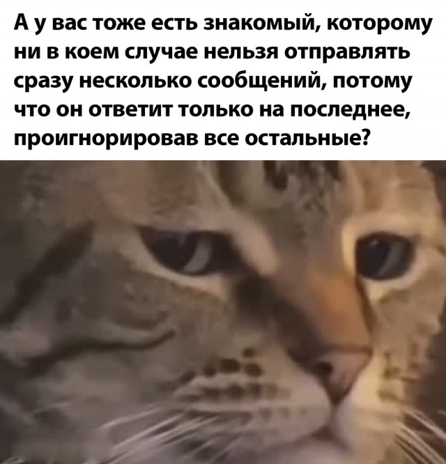 Весёлый полтишок 22.07 24
