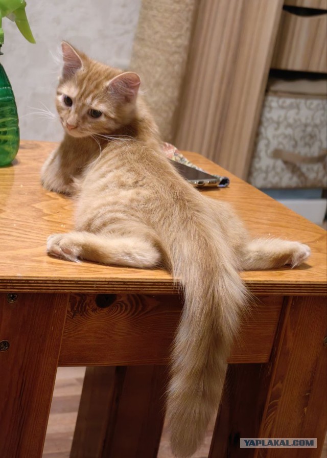 К котовторнику