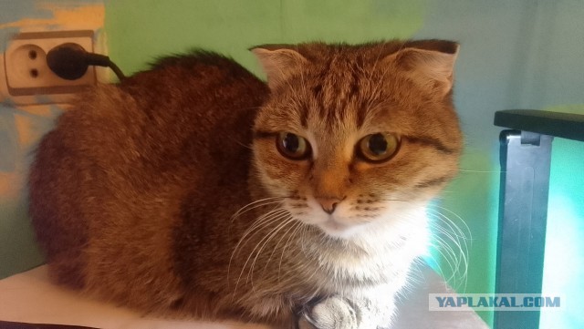 Котовторник 31.12.2024. Последний котовторник года