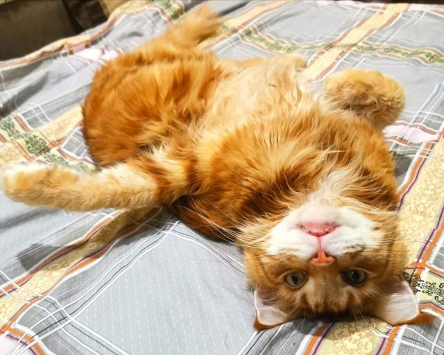 Ну-с, с наступившим староновогодним котовторником