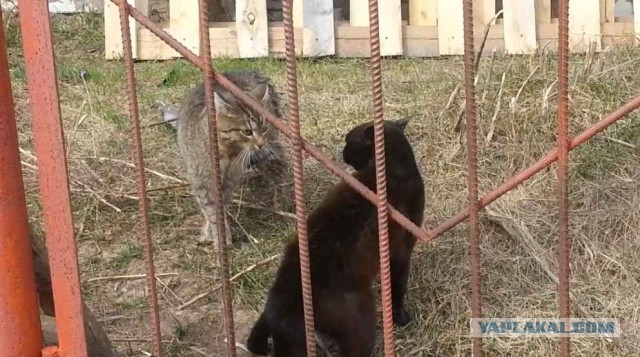 Будет драка