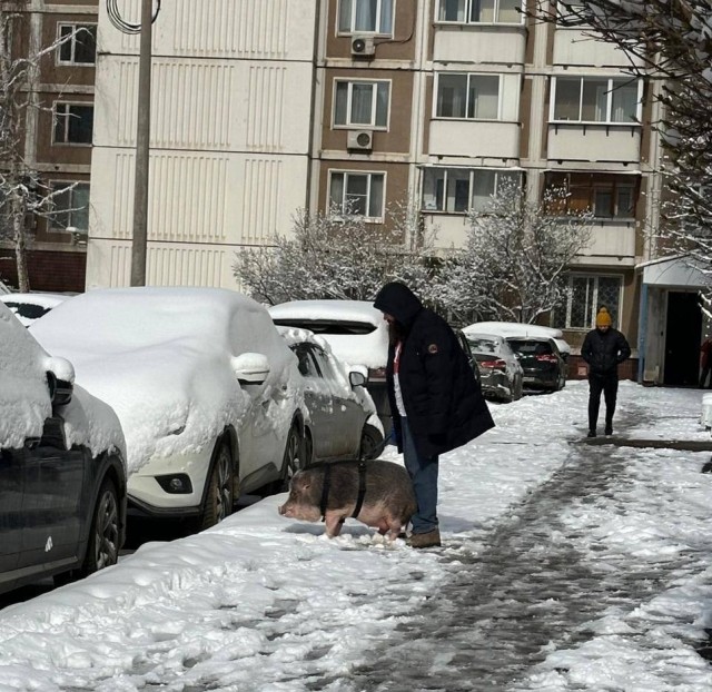 В этот прекрасный апрельский зимний день житель столицы решил выгулять своего КАБАНА