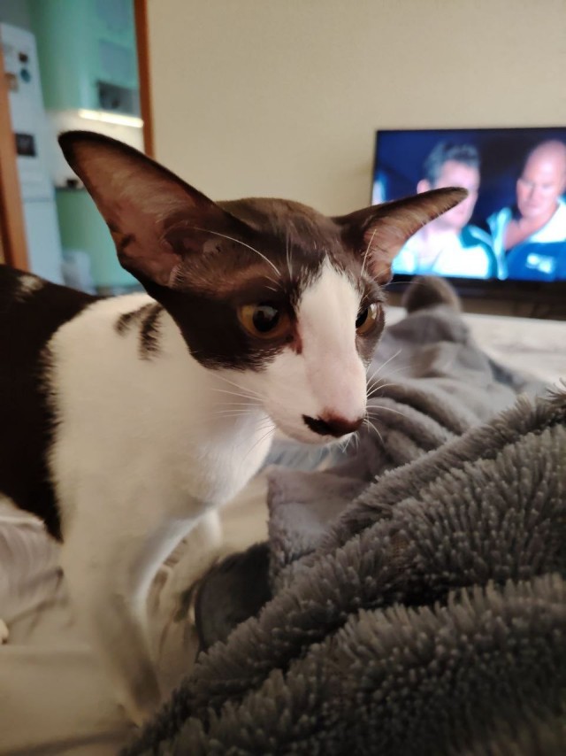 Ну раз котоффторник!