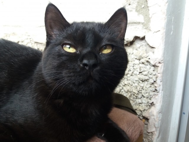 Кошке шарик подарили