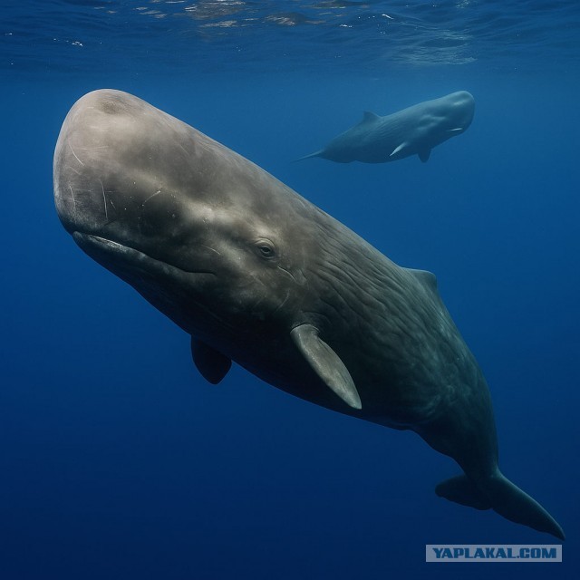 Ученые впервые обнаружили на Земле нечеловеческий язык с грамматикой - статья-выдумка