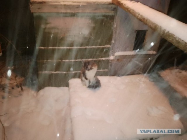 Жизнь домашнего приюта для котеек 568