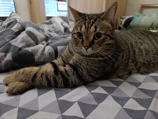 К котофторнику