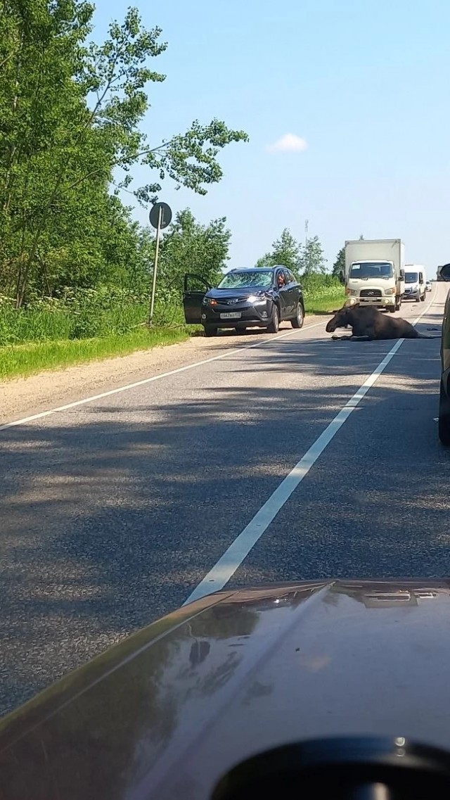 Сбили лося