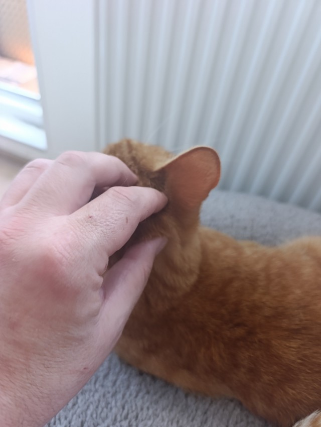 Пристраиваю котэ