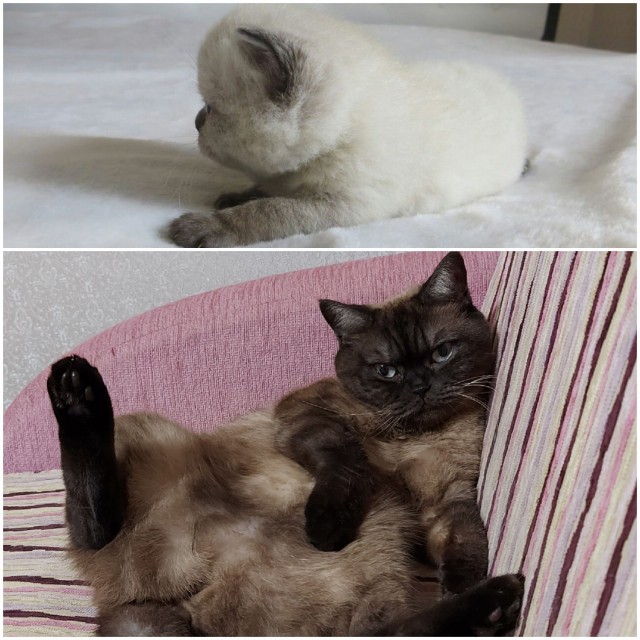 Про кошек. Было и стало.