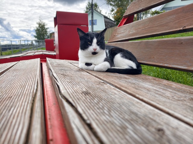 Продолжаем котовторник