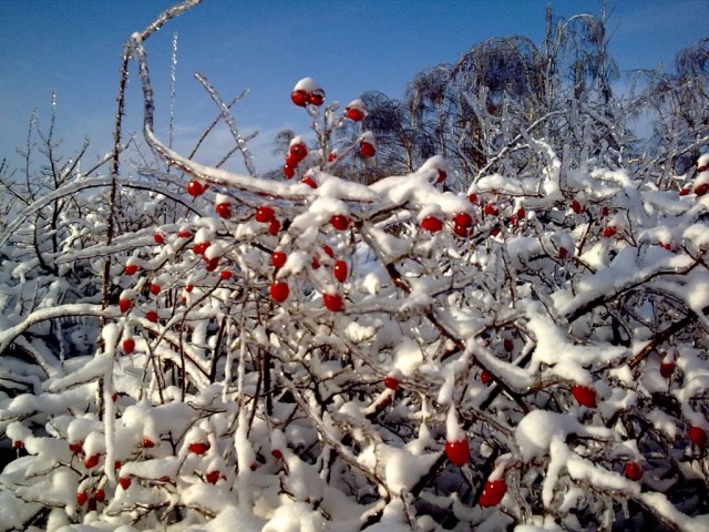 10 фотографий, которые выглядят как картины