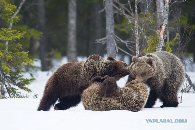 Деревенская Америка