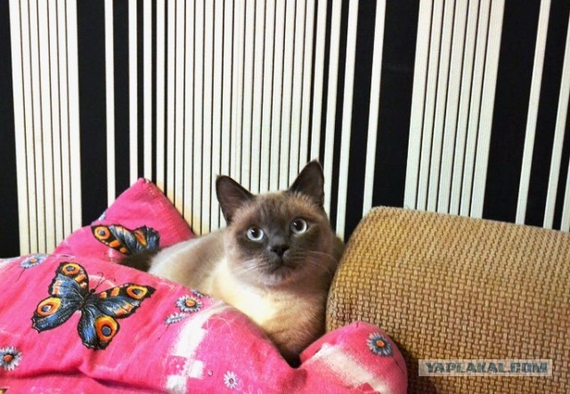 Котовторник 05.03.13