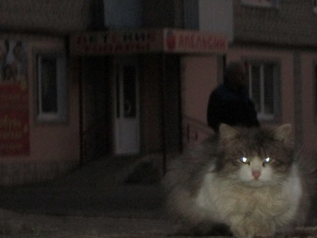 Жизнь домашнего приюта для котеек 4