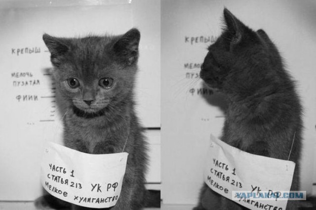 Позитивные картинки и комментарии.