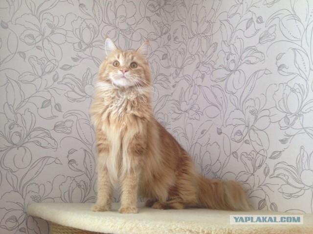 Котовторник 20.05.2014