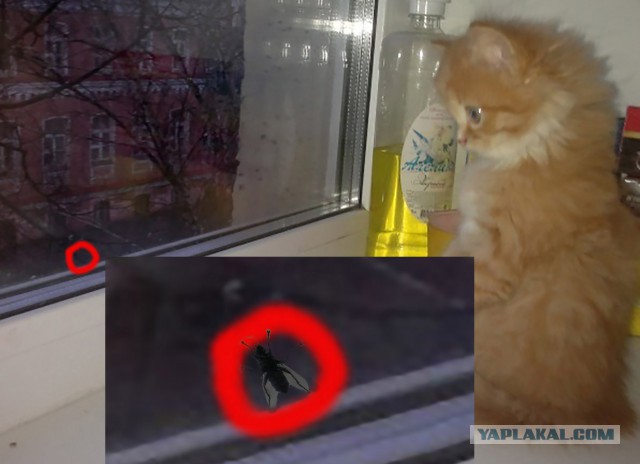 "Мой котёнок впервые увидел дождь"