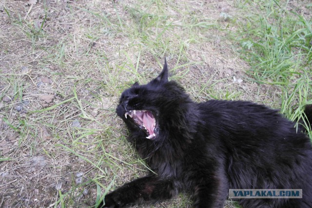 Котовторник 17.06.2014
