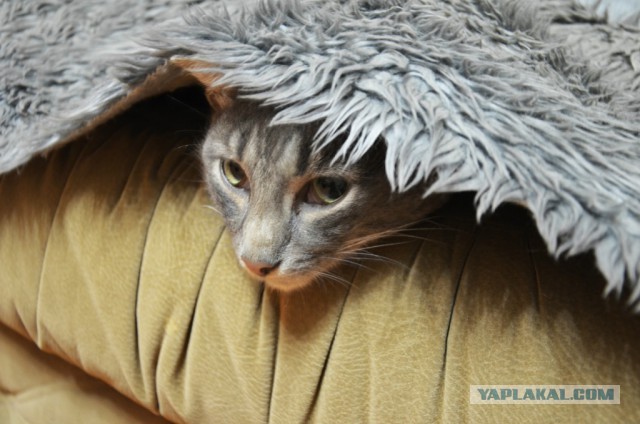 Котовторник 12.08.2014