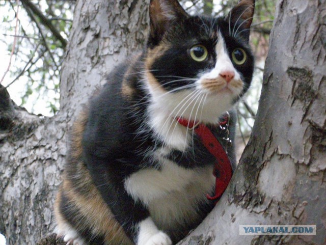 Реакция домашних котов, впервые вышедших на улицу