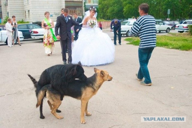 Как не надо снимать свадьбы.