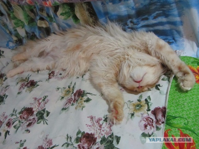 Котовторник 21.10.2014