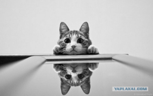 Весёлое из сети