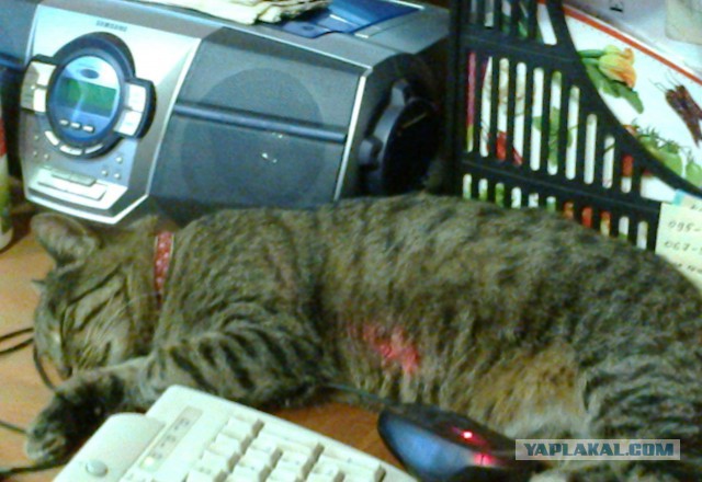 Котовторник 23.12.2014