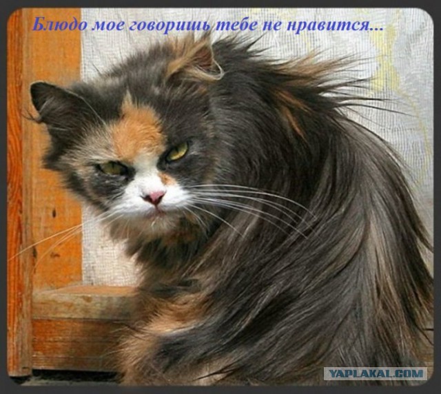 Финал кулинарного конкурса "Шеф-повар 2014"