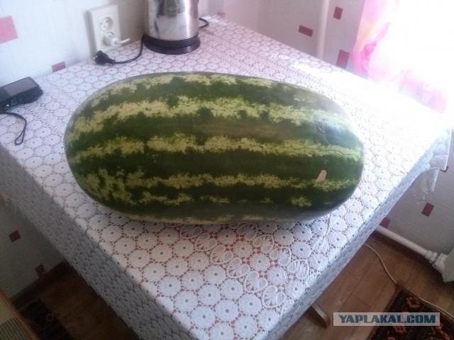 Кызылорда