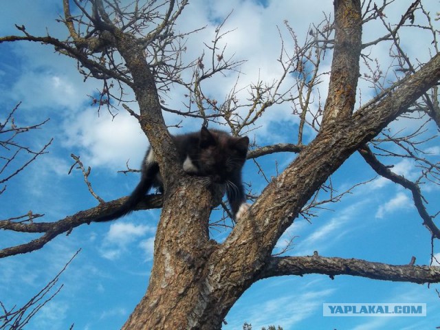 Жизнь домашнего приюта для котеек 60