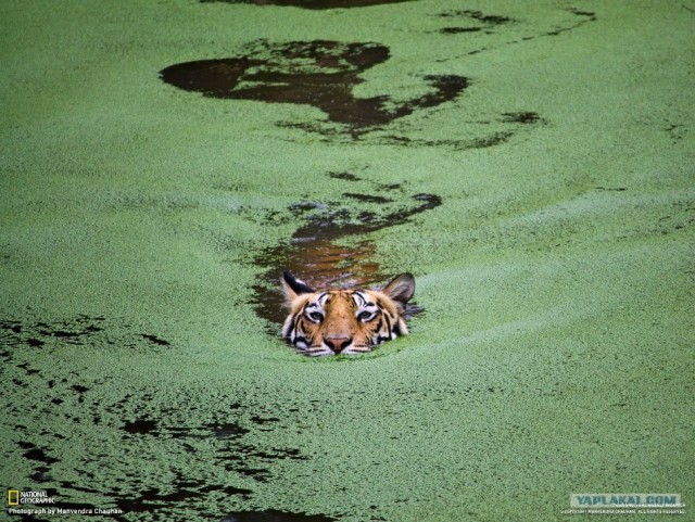 Лучшие фото от National Geographic