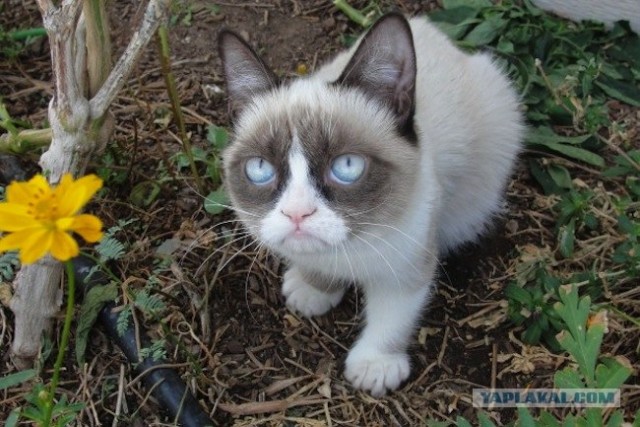 Котосеть