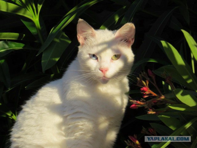 Котовторник 7.07.2015