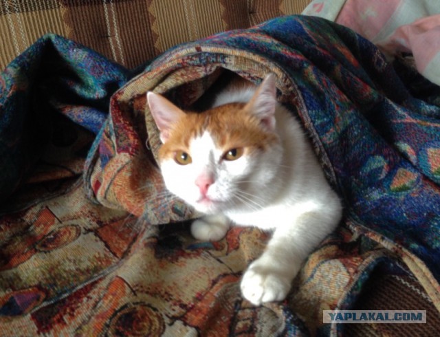 Котовторник  21.07.2015