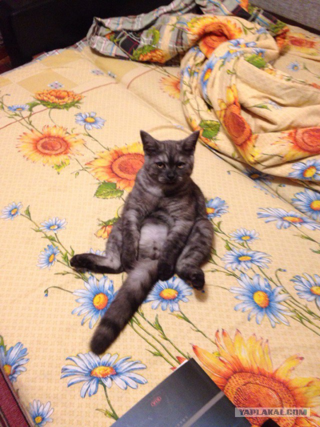 Котовторник наступил!:)