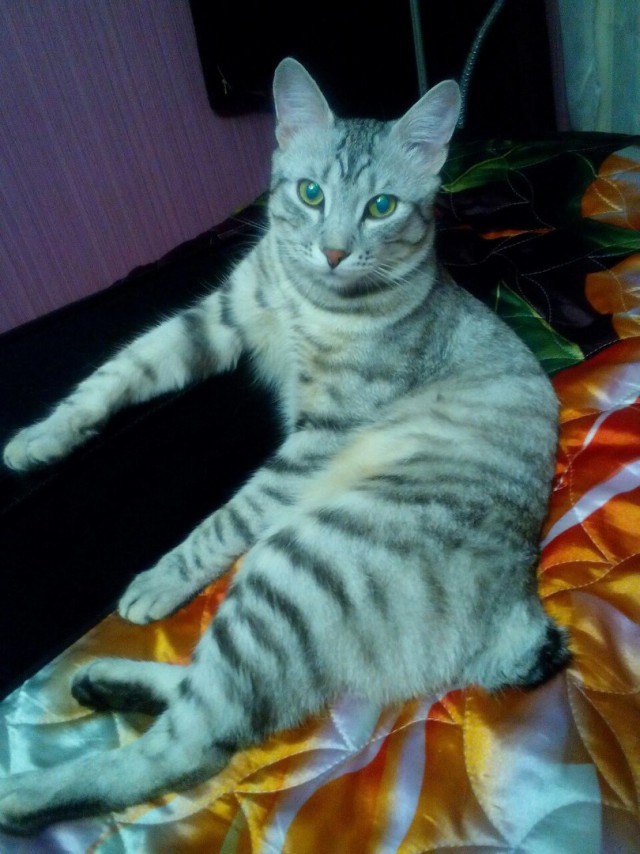Котовторник