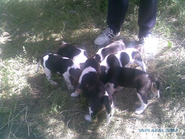 Мимимишности пост