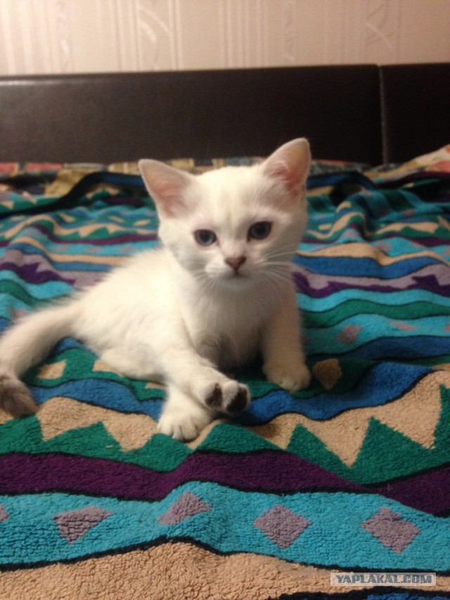 Котовторник 16.02.16
