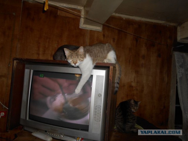 Жизнь домашнего приюта для котеек 101